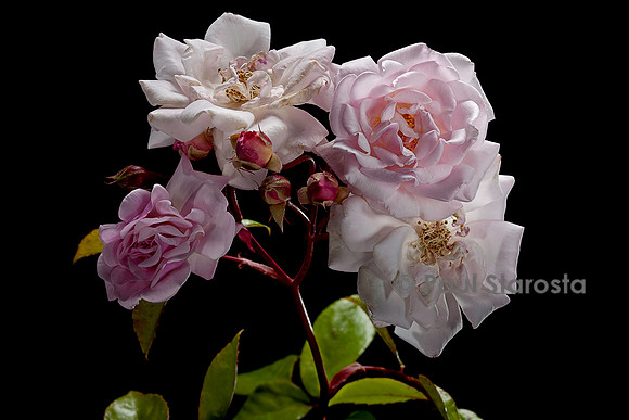 Rosa multiflora 'Hélène Granger'