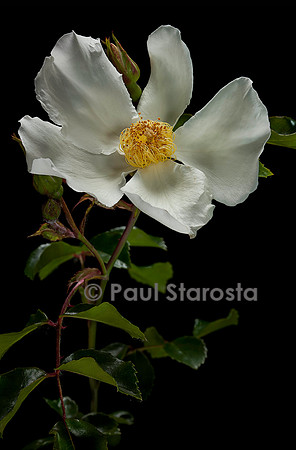 Rosa X wichuraiana ‘Jersey Beauty’