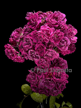 Rosa multiflora ‘Non Plus Ultra’