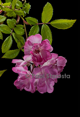 Rosa multiflora ‘Dawson’
