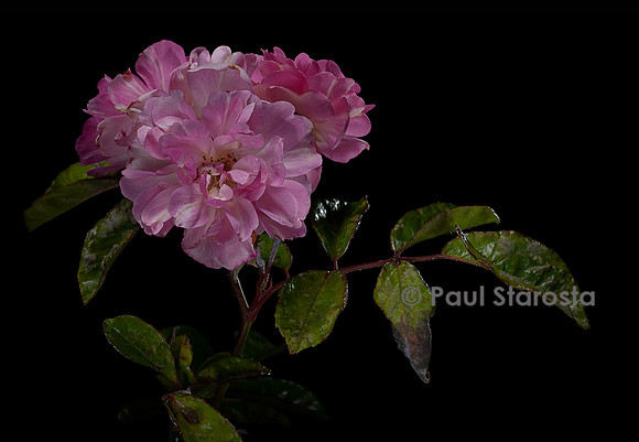 Rosa wichuraiana ‘De Candolle’