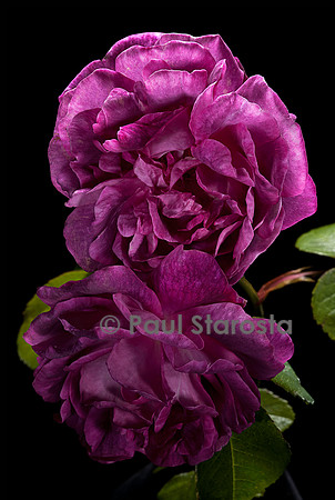 Rosa multiflora ‘Prinz Hirzeprinzchen’