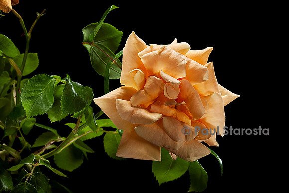 Rosa wichuraiana ‘Orange Everglow’