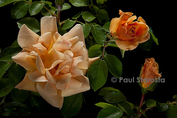 Rosa wichuriana ‘Orange Everglow’