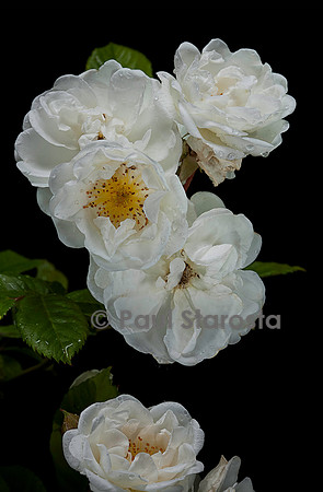 Rosa multiflora ‘Neige d'avril’