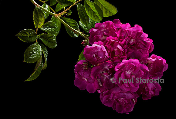 Rosa multiflora ‘Bordeaux’