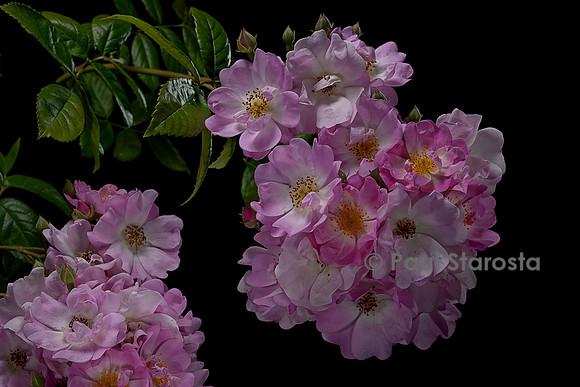 Rosa multiflora ‘Jubilée Loubert’