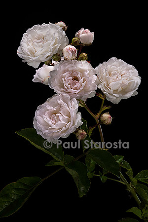 Rosa multiflora ‘Pemberton's White Rambler’