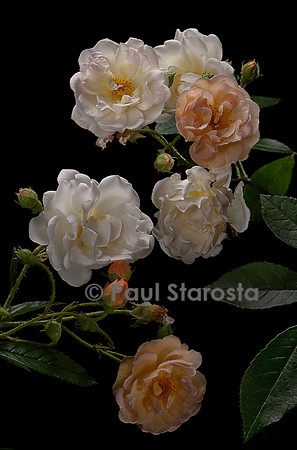 Rosa multiflora ‘Ghislaine de Féligonde’