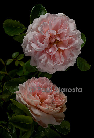 Rosa wichuraiana ‘Breeze Hill’