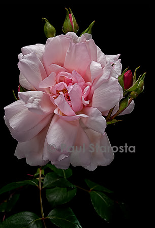 Rosa wichuraiana ‘Albertine’
