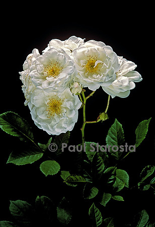 Rosa multiflora ‘Neige d’Avril’