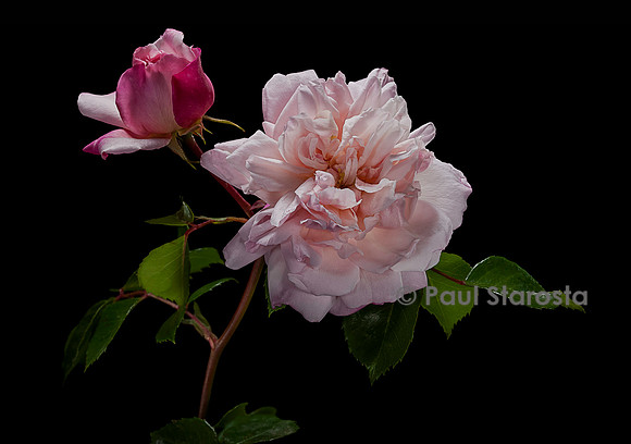 Rosa wichuraiana ‘Miss Helyett’