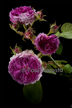 Rosa multiflora 'Geschwinds Orden'