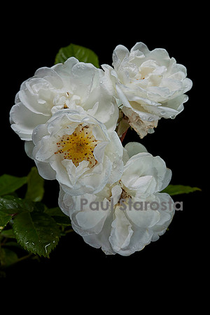 Rosa multiflora ‘Neige d'avril’