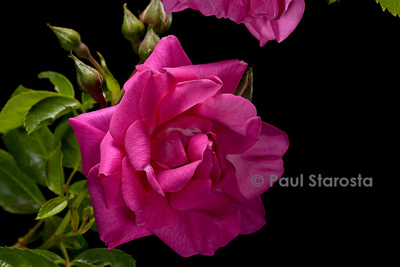 Rosa multiflora ‘Pozdrav Prohunice’