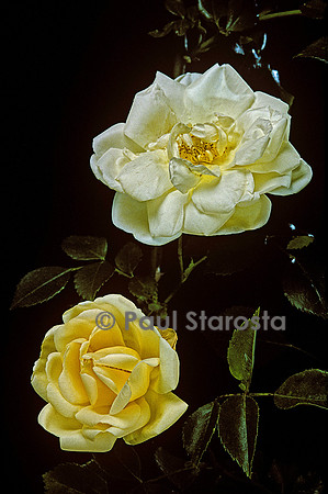 Rosa X wichuraiana ‘Gardenia’