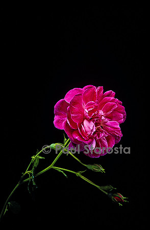 Rosa wichuraiana ‘Alexandre Girault’