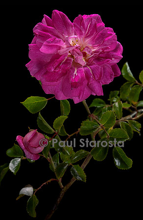 Rosa wichuraiana ‘Alexandre Girault’