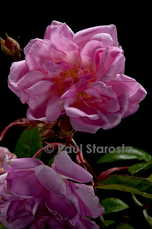 Rosa multiflora ‘Tea Rambler’