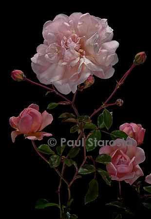 Rosa wichuraiana ‘Léontine Gervais’