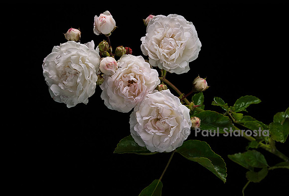 Rosa multiflora ‘Pemberton's White Rambler’