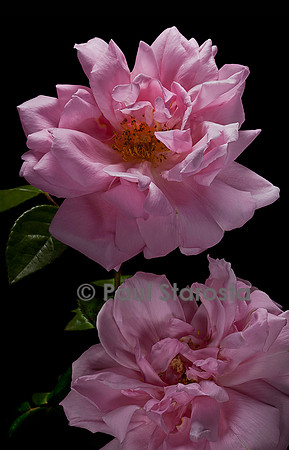 Rosa wichuraiana ‘Alida Lovet’