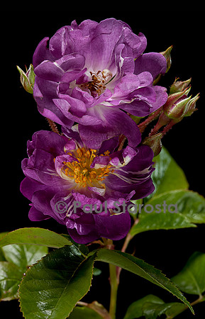 Rosa wichuraiana ‘Donau’