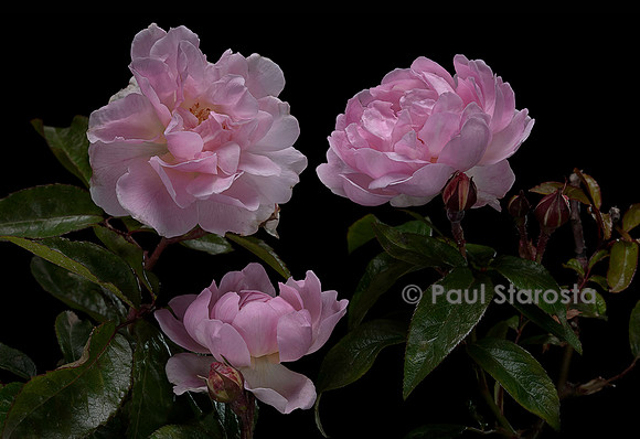 Rosa multiflora ‘Souvenir de l'exposition de Bordeaux’