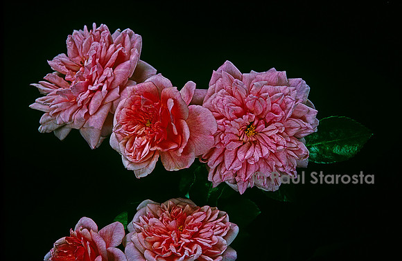 Rosa wichuraiana ‘Paul Transon’