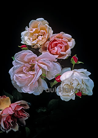 Rosa wichuraiana ‘Albertine’
