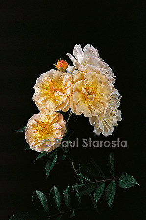 Rosa multiflora ‘Ghislaine de Féligonde’