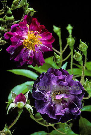 Rosa multiflora ‘Veilchenblau’