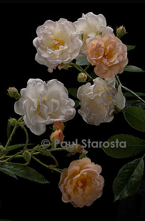 Rosa multiflora ‘Ghislaine de Féligonde’