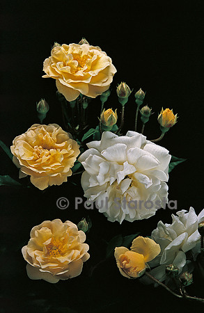 Rosa multiflora ‘Ghislaine de Féligonde’
