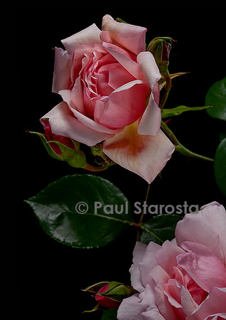 Rosa wichuraiana ‘Albertine’