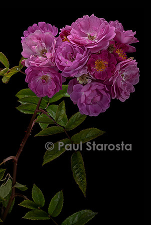 Rosa multiflora ‘Taunusblümchen’