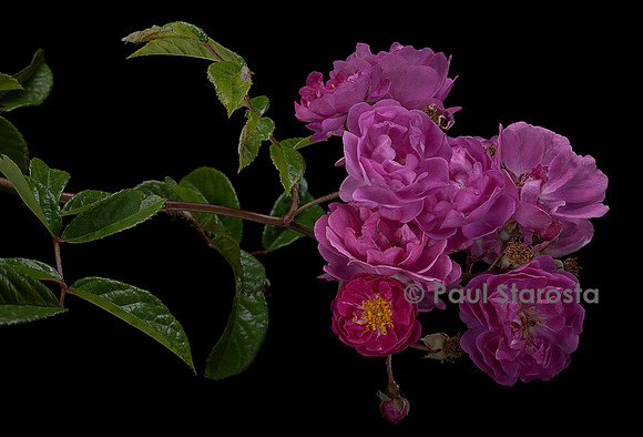 Rosa multiflora ‘Taunusblümchen’