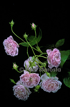 Rosa multiflora ‘Laure Davoust’