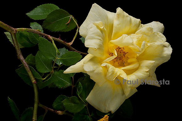 Rosa wichuraiana ‘Easlea's Golden Rambler’
