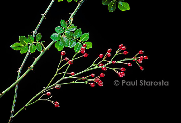 Rosa X wichuraiana - fruits