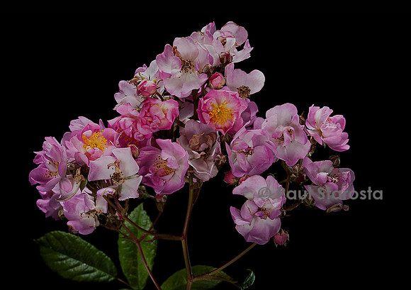Rosa multiflora ‘Euphrosine’