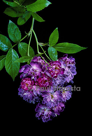 Rosa multiflora ‘Veilchenblau’
