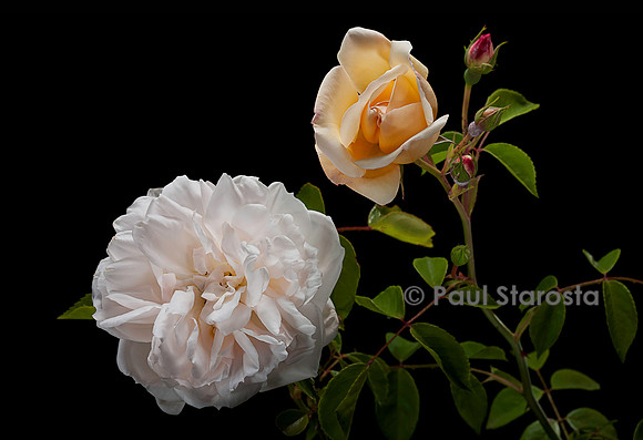 Rosa wichuraiana ‘Auguste Gervais’