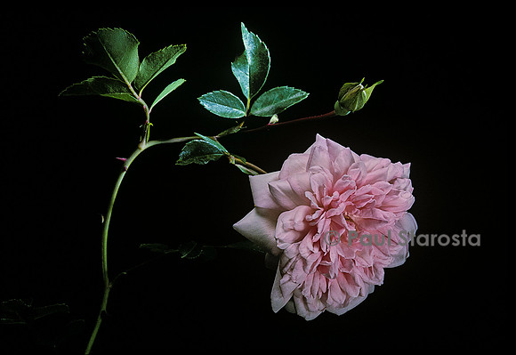 Rosa wichuraiana ‘François Juranville’