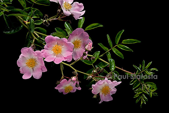 Rosa X wichuraiana  ‘Evangéline’