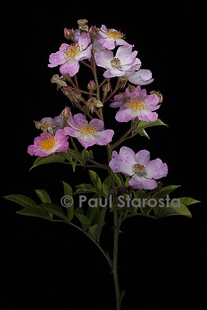 Rosa X multiflora var. adenochaeta