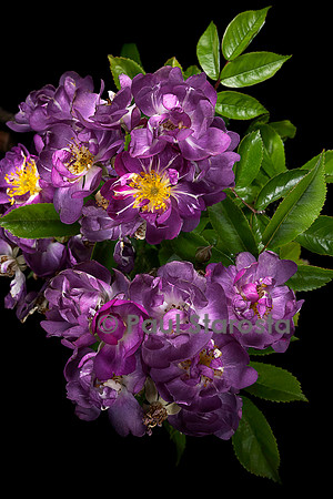 Rosa multiflora ‘Veilchenblau’