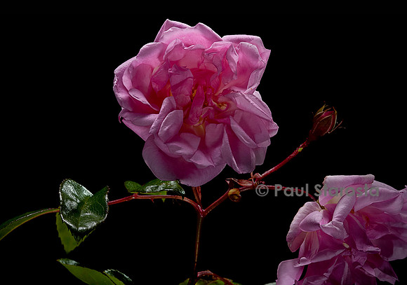 Rosa multiflora ‘Tea Rambler’