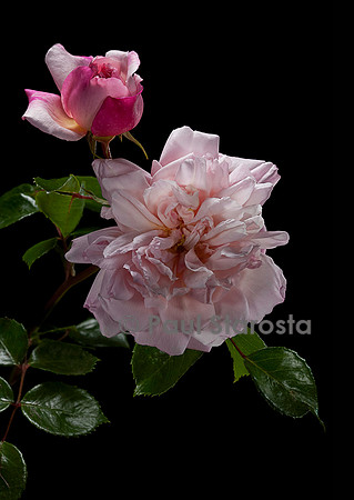 Rosa wichuraiana ‘Miss Helyett’